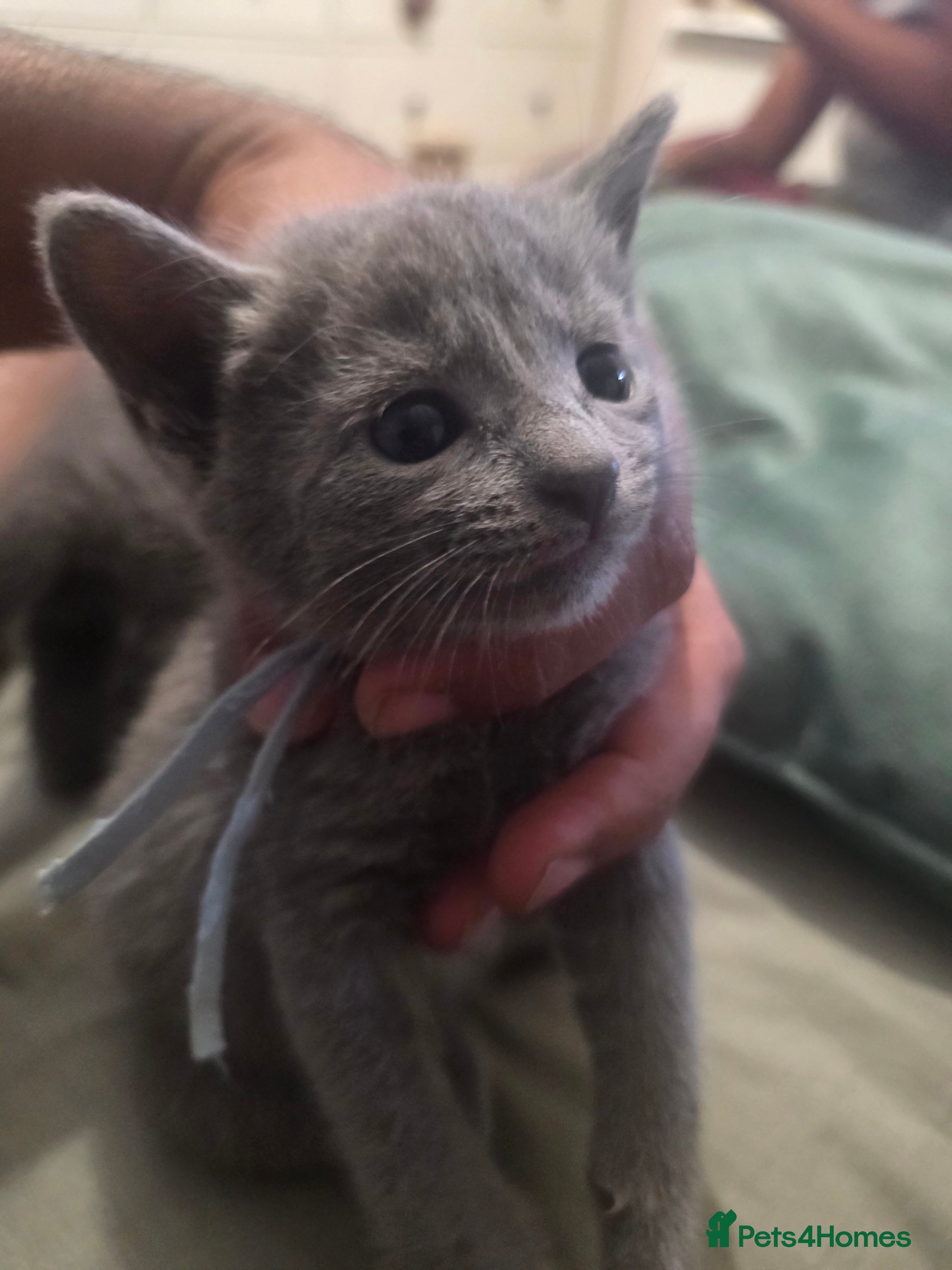 Russian Blue cats 🐾 Beautiful Russian Blue Kittens 🐾 - Advert 2