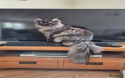 Maine Coon cats for sale: Maine Coon cross kittens for sale - Image 4