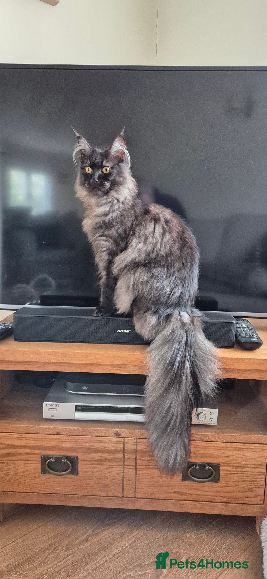 Maine Coon cats for sale: Maine Coon cross kittens for sale - Image 4