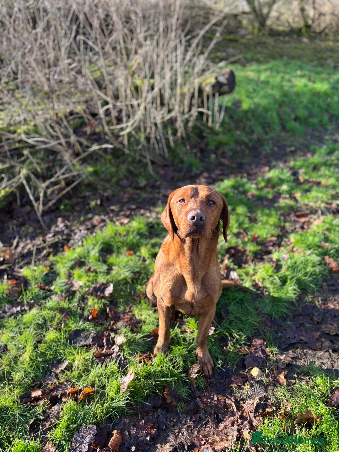 Labrador Retriever dogs for stud: Ozzy-proven health tested stud in Devizes - Advert 8