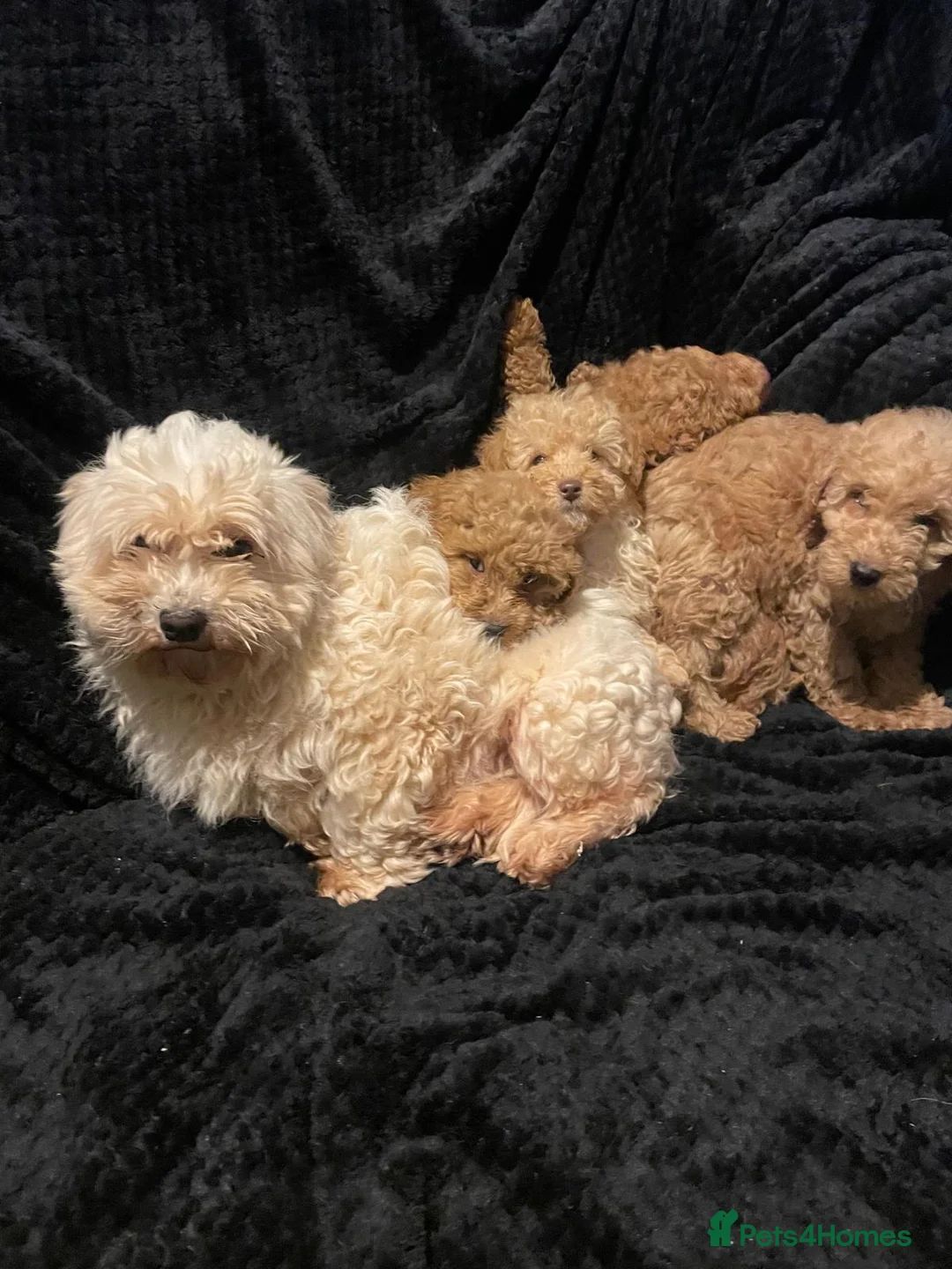 Maltipoo dogs for sale: Maltipoo puppies  - Advert 2