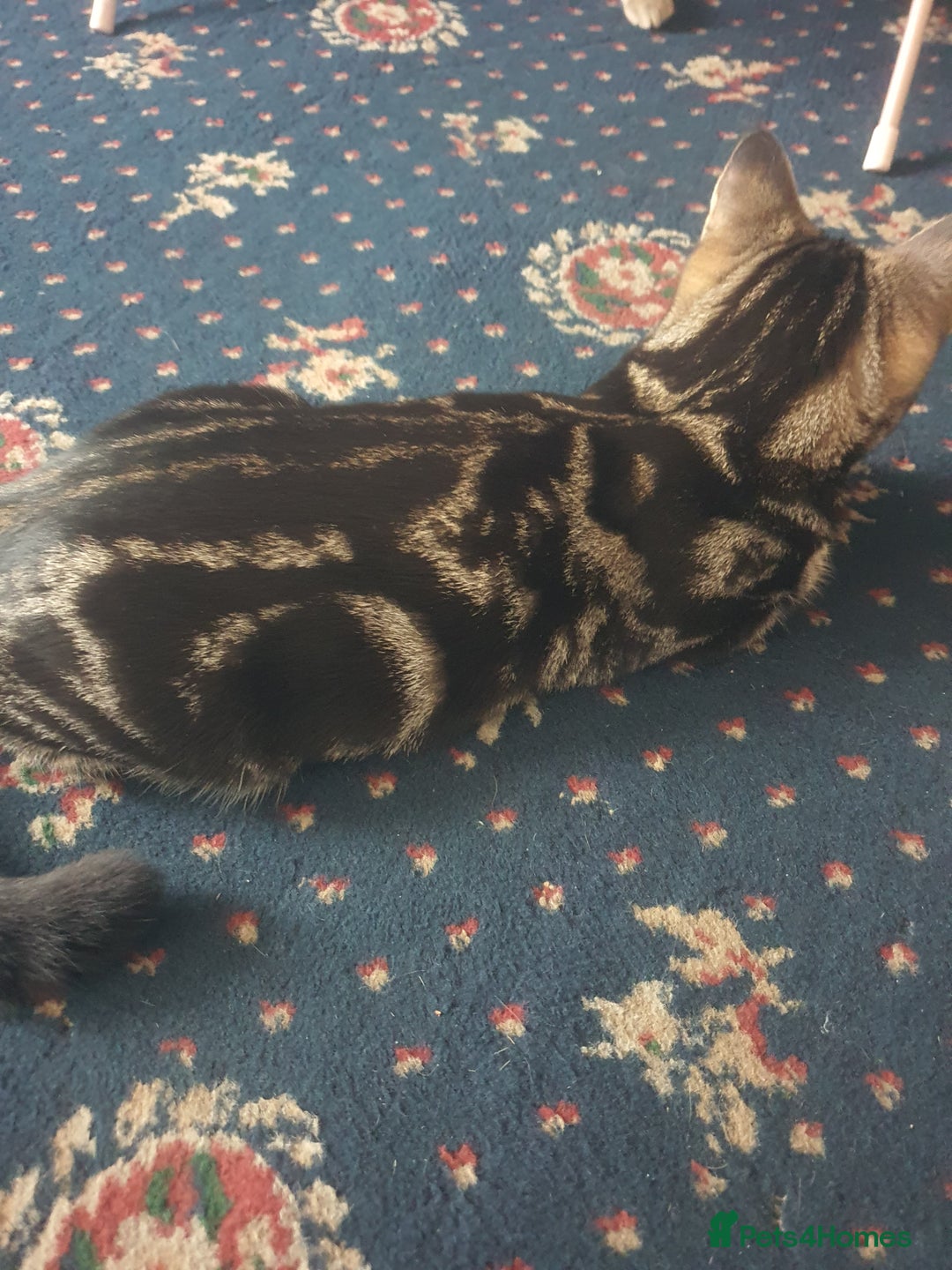 Mixed Breed cats for sale: boy for sale and girl - Image 4