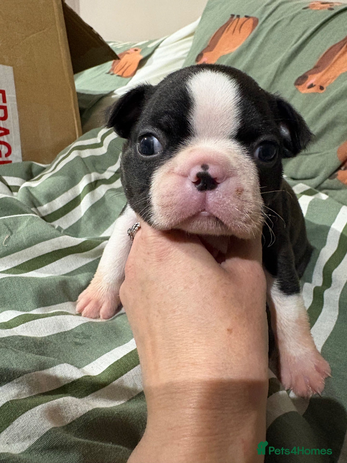 Boston Terrier dogs Kc reg Boston terriers  - Advert 1