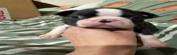 Boston Terrier dogs for sale: Kc reg Boston terriers - 1 stunning girl available - Advert 4