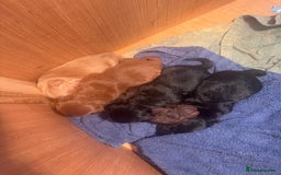 Cockapoo dogs for sale: F1b cockapoo puppies 3 boys 2 girls  - Image 7