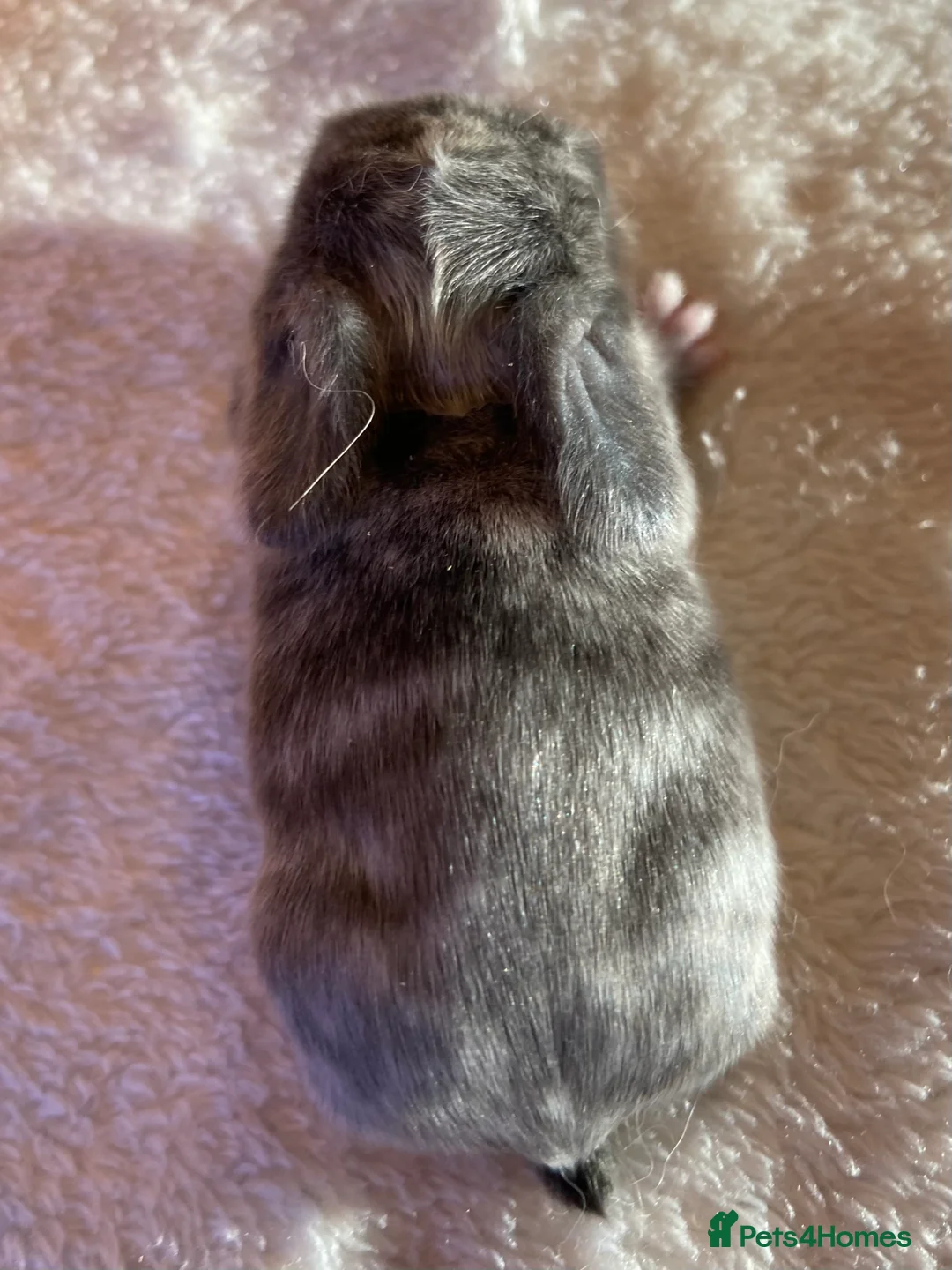 Mini Lop rabbits for sale: Mini Lop Rabbits Waitlist 2026 - Advert 3