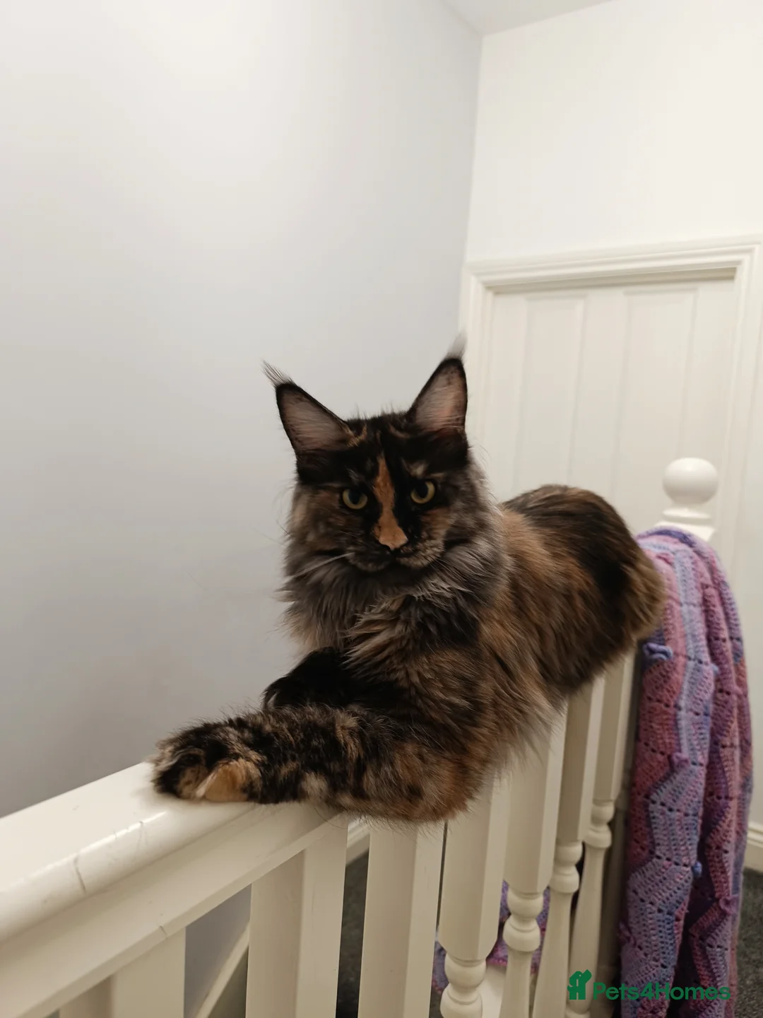 Maine Coon cats for sale: Maine Coon kittens boy and girl  - Advert 13