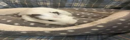 Guinea Pig rodents for sale: Lots of lovely baby boy - Advert 17