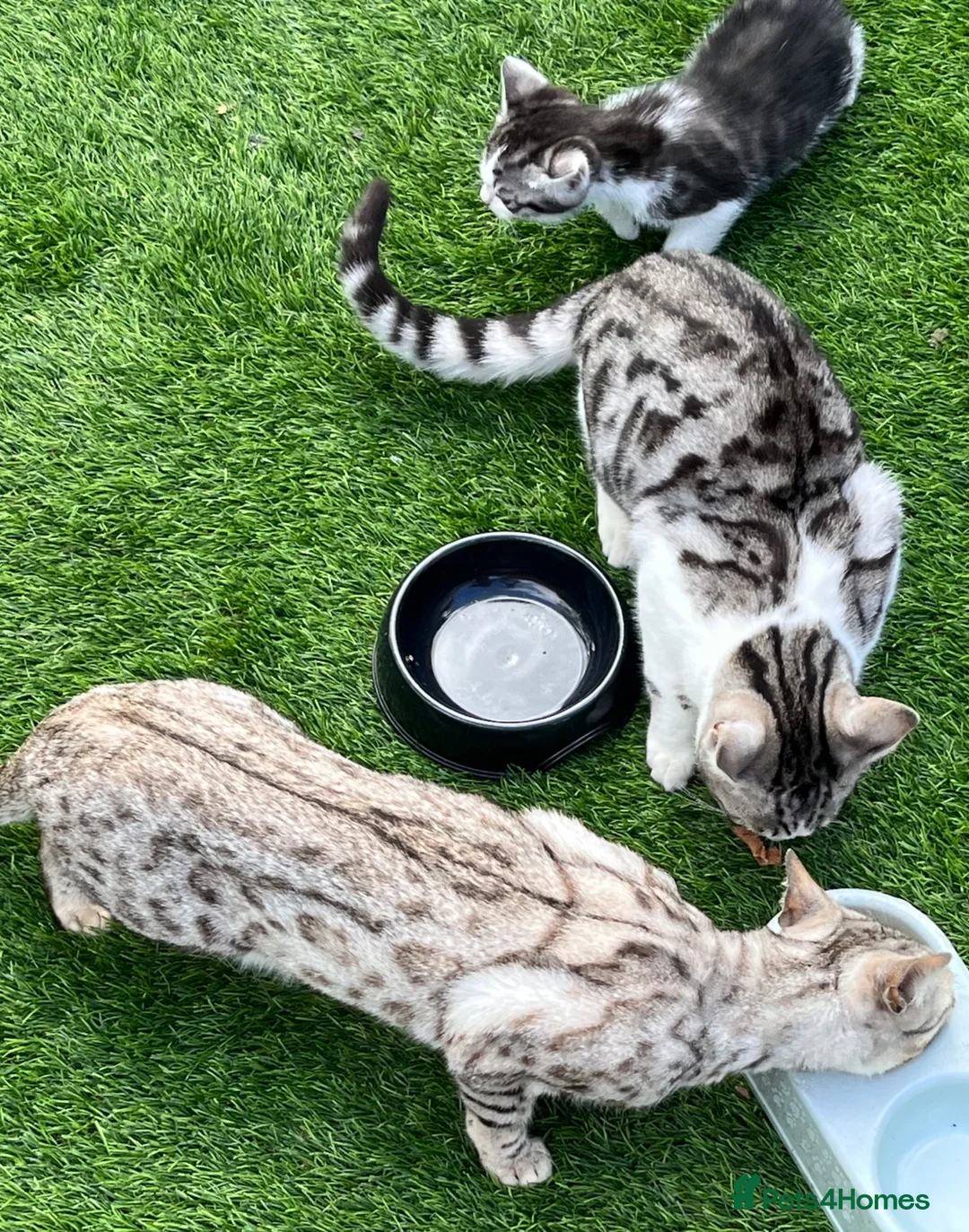 Bengal cats for sale: Silver Bengal mother & two male kittens for sale in Birmingham - Advert 2