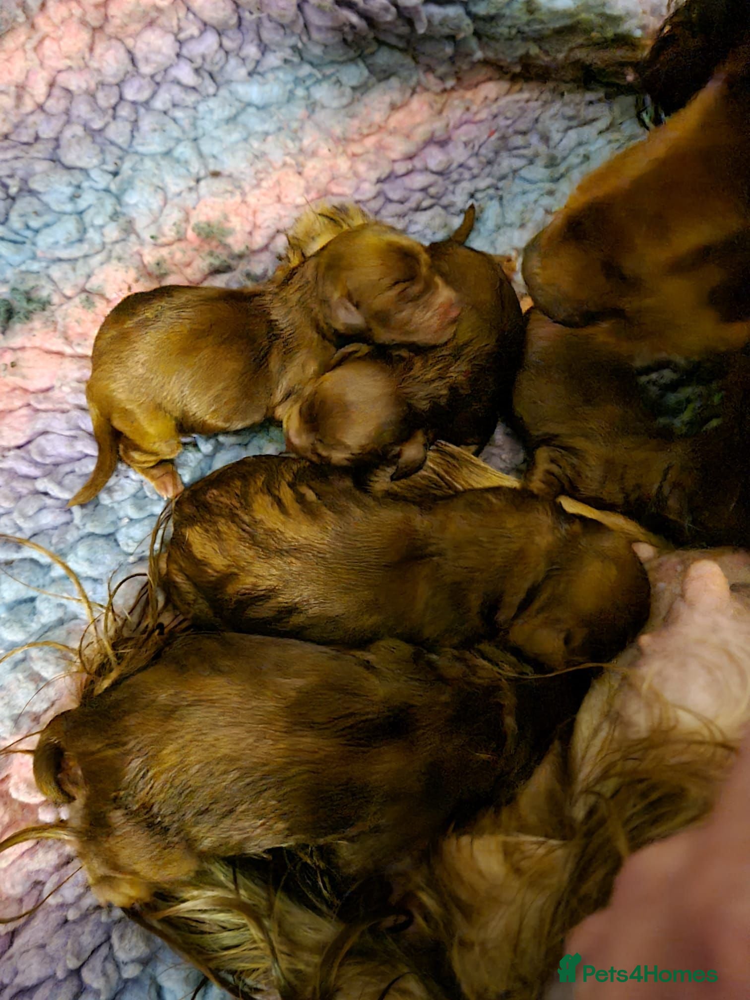 Cockapoo dogs Red Cockerpoo puppies  - Advert 2