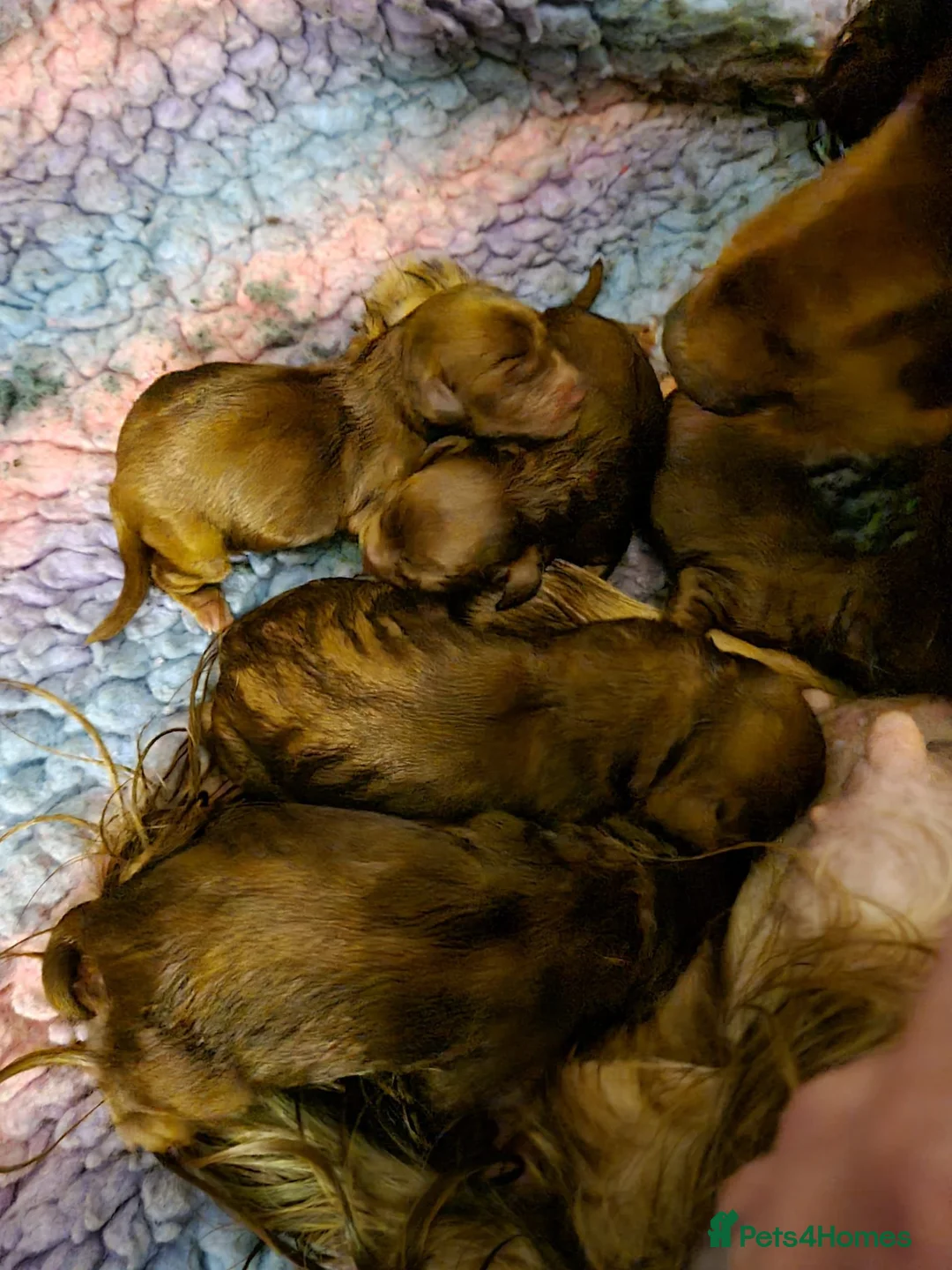 Cockapoo dogs for sale: Red Cockerpoo puppies  - Advert 1