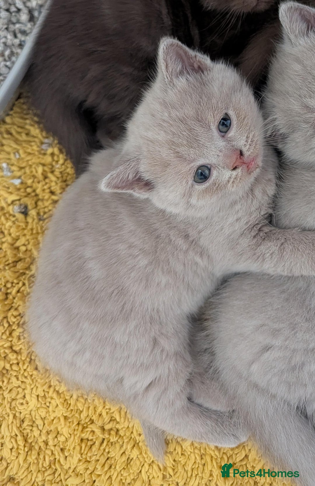 British Shorthair cats for sale: Cute lilac british short hair girl - Advert 5