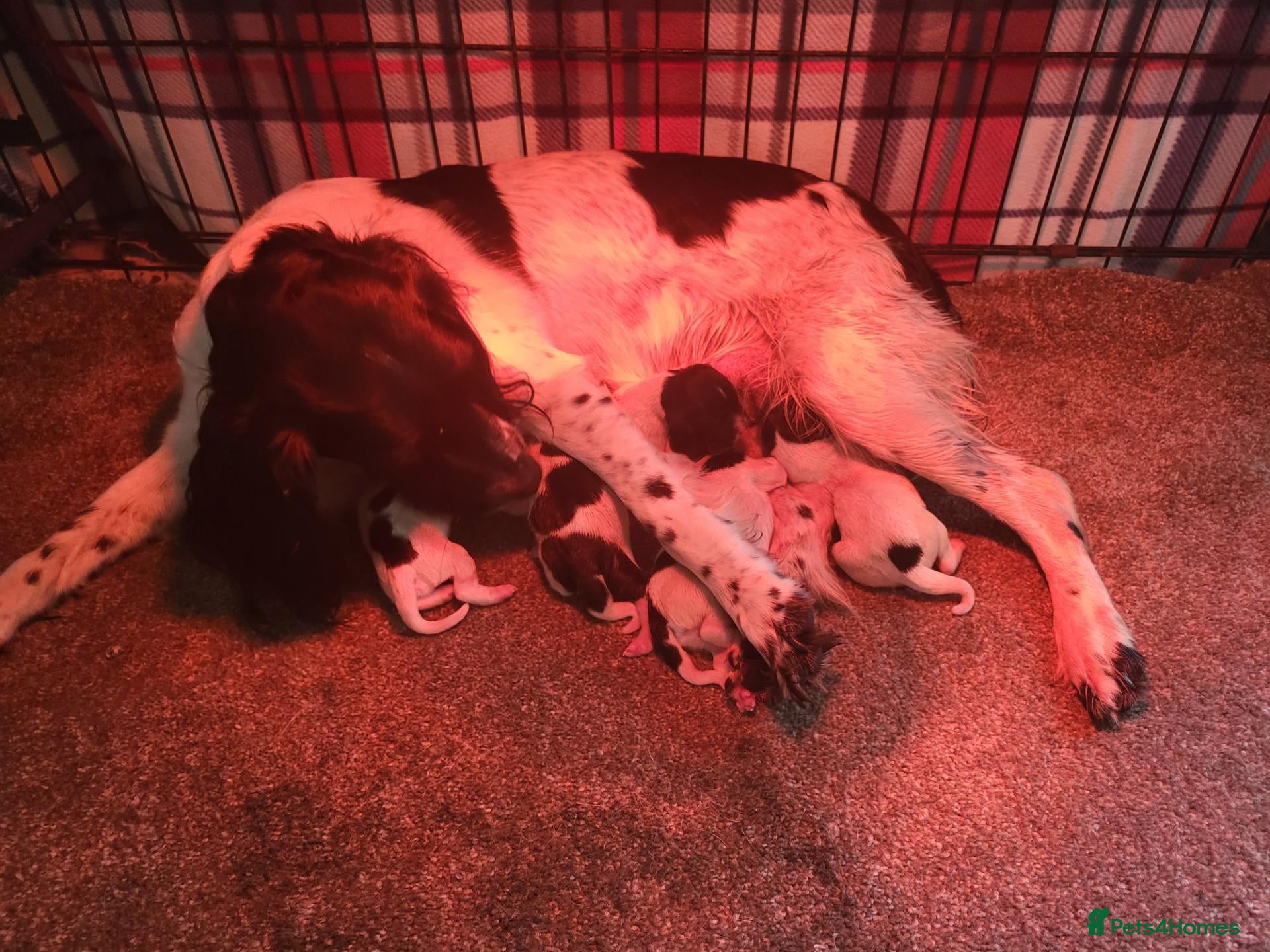 English Springer Spaniel dogs KC English Springer Spaniel pups - Advert 1