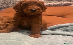 Cockapoo dogs for sale: Red Cockapoo 🐶 F1B looking for loving home 🥰 in London - Image 4