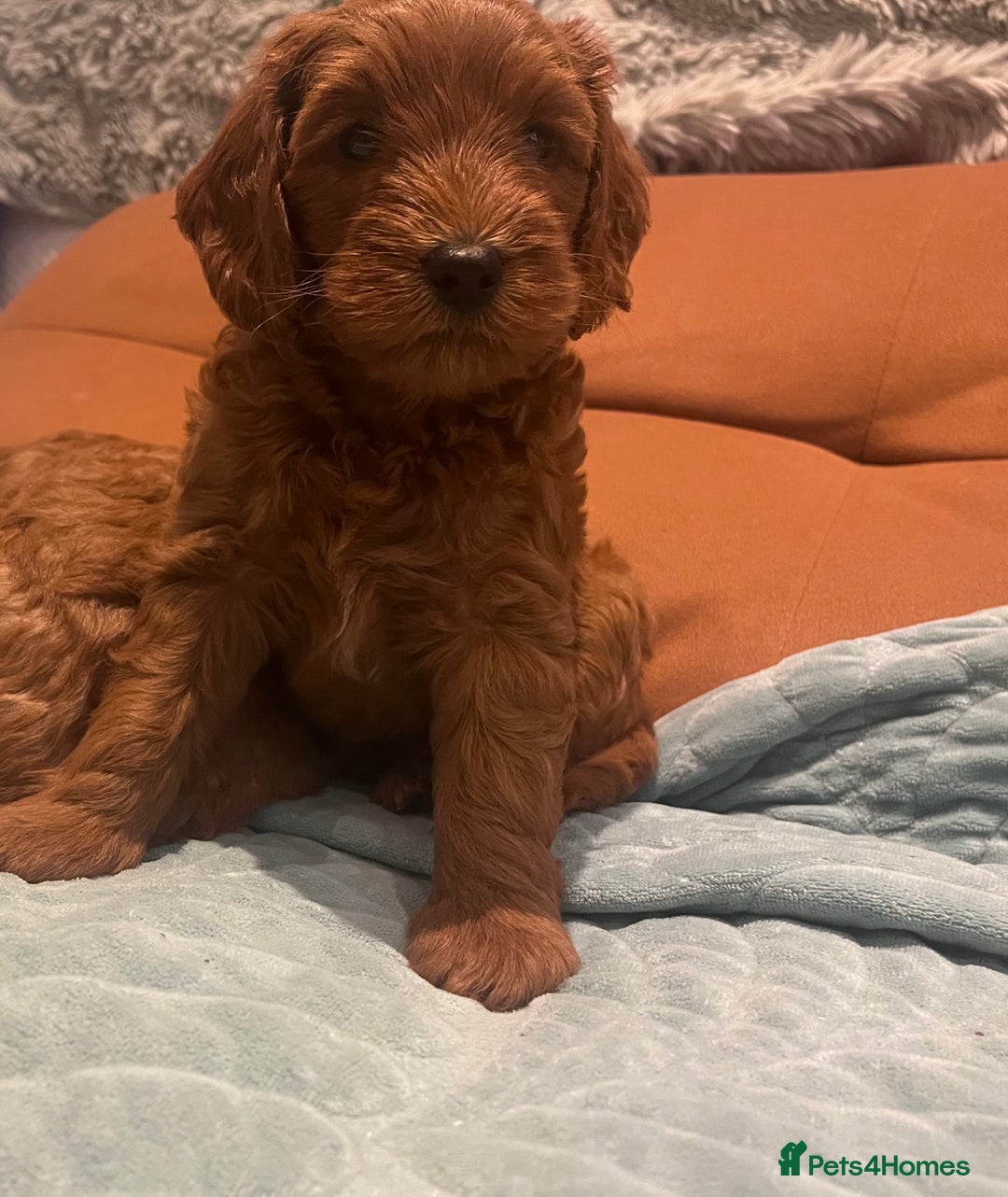 Cockapoo dogs for sale: Red Cockapoo 🐶 F1B looking for loving home 🥰 in London - Image 4