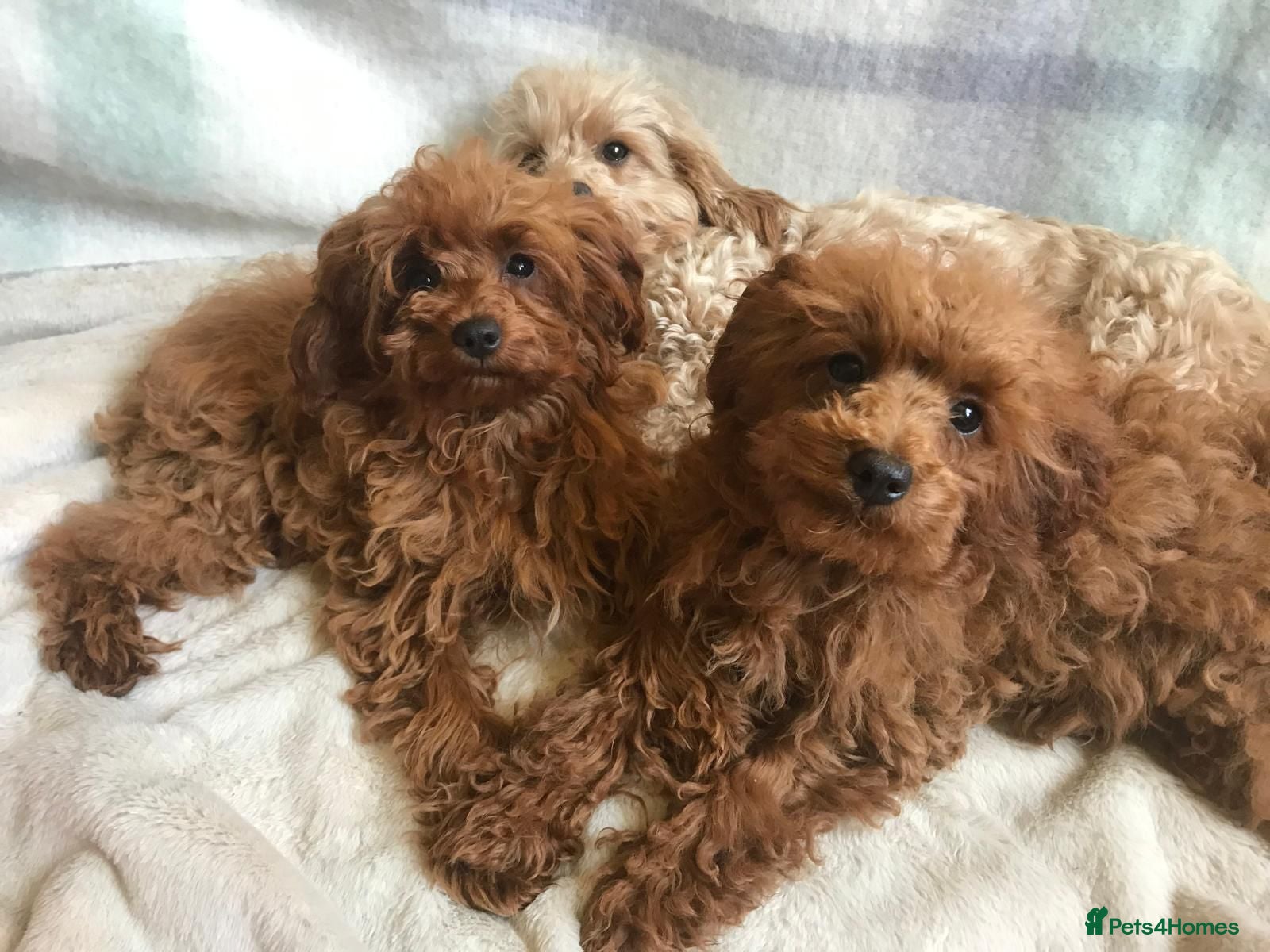 Maltipoo dogs Top quality DNA clear Asian  malti poo puppies - Advert 3