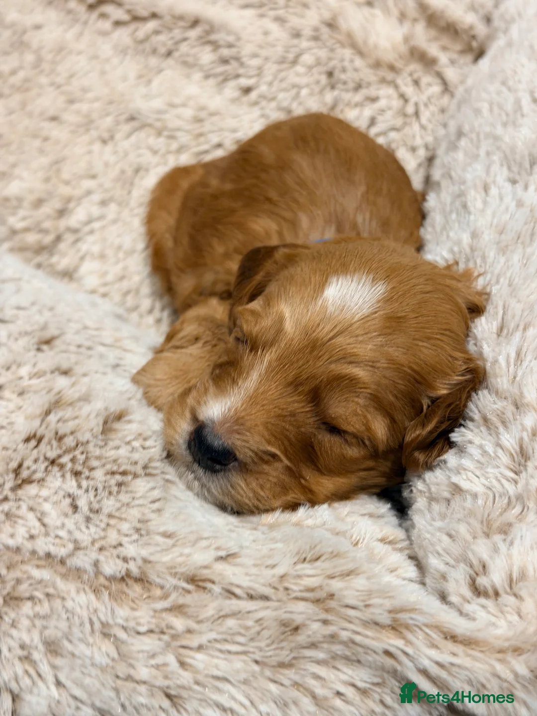 Mixed Breed dogs for sale: Loodlepoo Puppies  - Advert 28