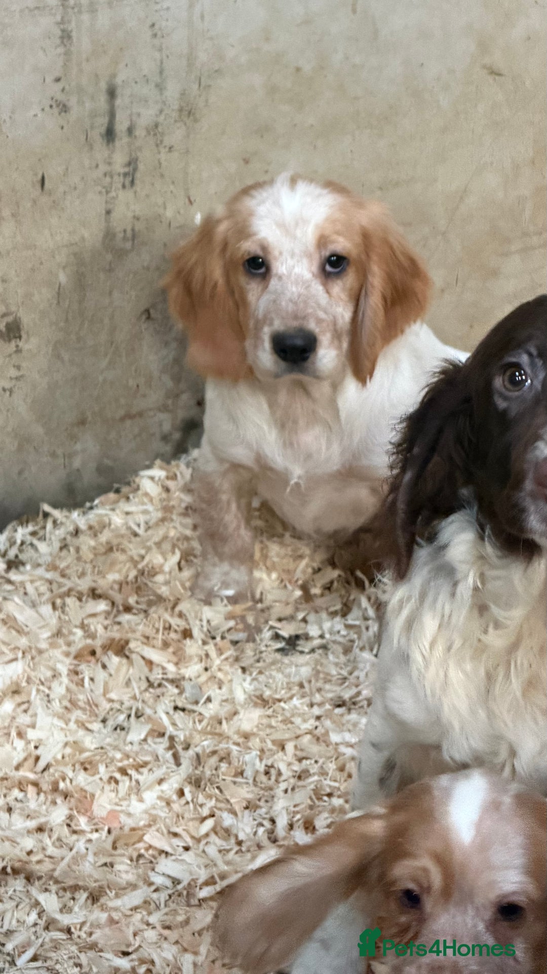 Sprocker dogs for sale: 4 Sprocker Spaniels  - Advert 5