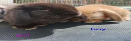 Mini Lop rabbits for sale: Pure mini lop Bunny ready from 12/06 - Advert 14