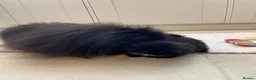 Pekingese dogs for sale: 💙Stunning Black KC registered Pekingese Puppy💙 - Advert 11