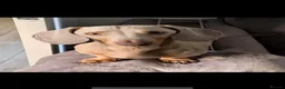 Miniature Dachshund dogs for sale: Beautiful Miniature Dachsund Puppies - Advert 4