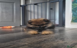Pomeranian dogs for sale: Female pomeranian  - Image 12