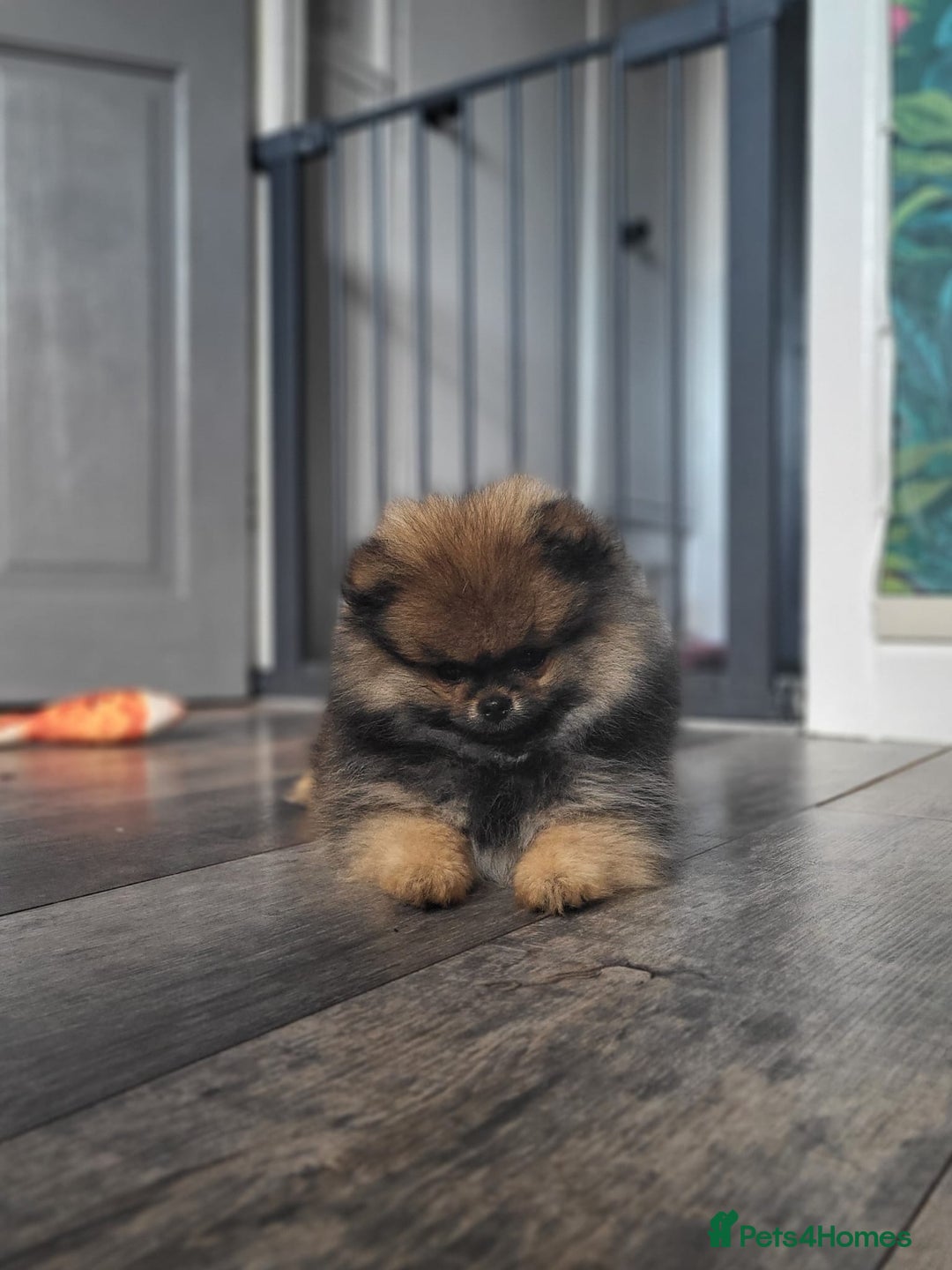 Pomeranian dogs for sale: Female pomeranian  - Image 12