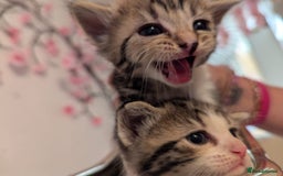 Mixed Breed cats for sale: Beautiful loving,kittens - Image 9