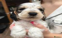 Cocker Spaniel dogs for sale: Stunning Show cocker spaniel puppies Health tested - Image 9