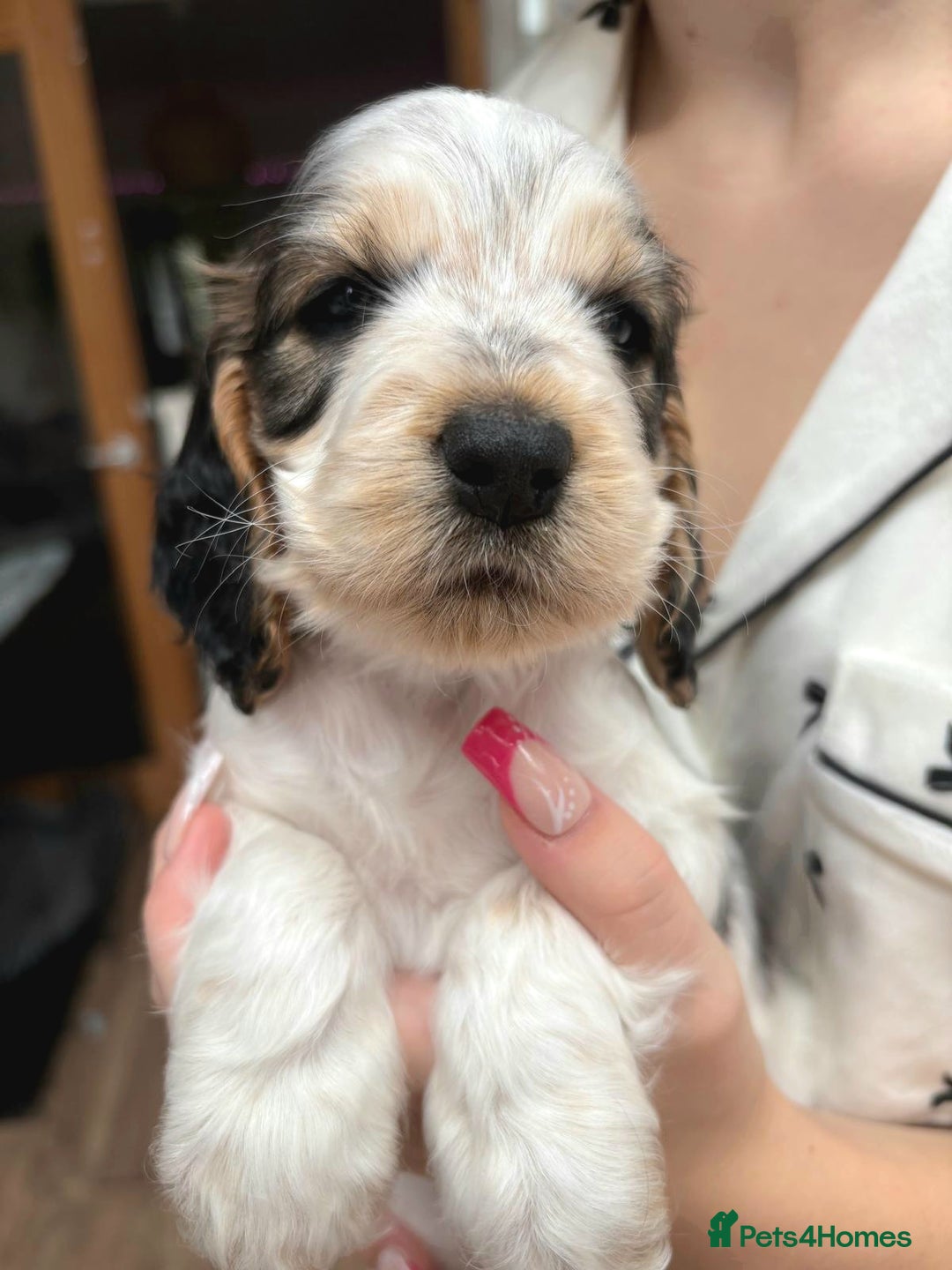 Cocker Spaniel dogs for sale: Stunning Show cocker spaniel puppies Health tested - Image 9