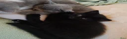 British Shorthair cats for sale: KITTENS ready to leave.  - Advert 3