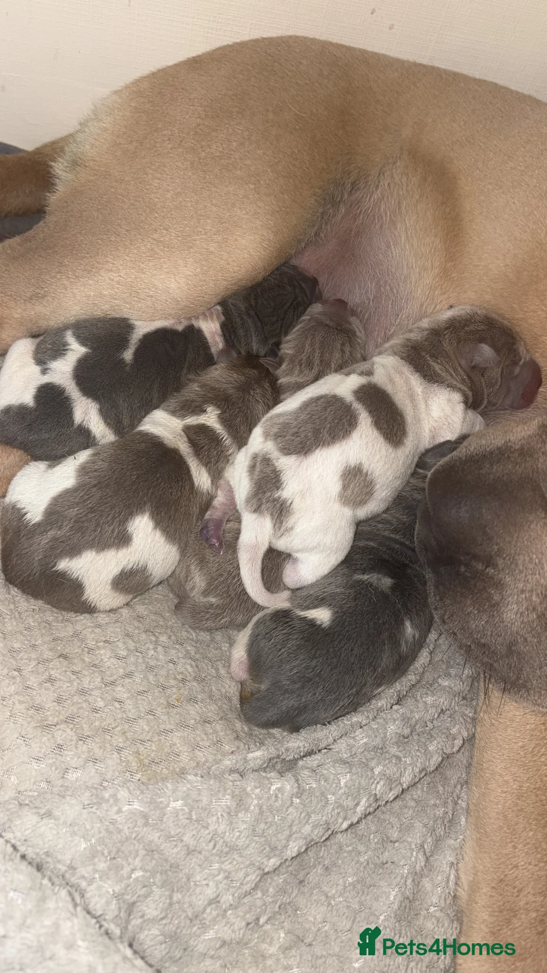 Shar Pei dogs for sale: Stunning rare Shar-Pei puppies  - Advert 5