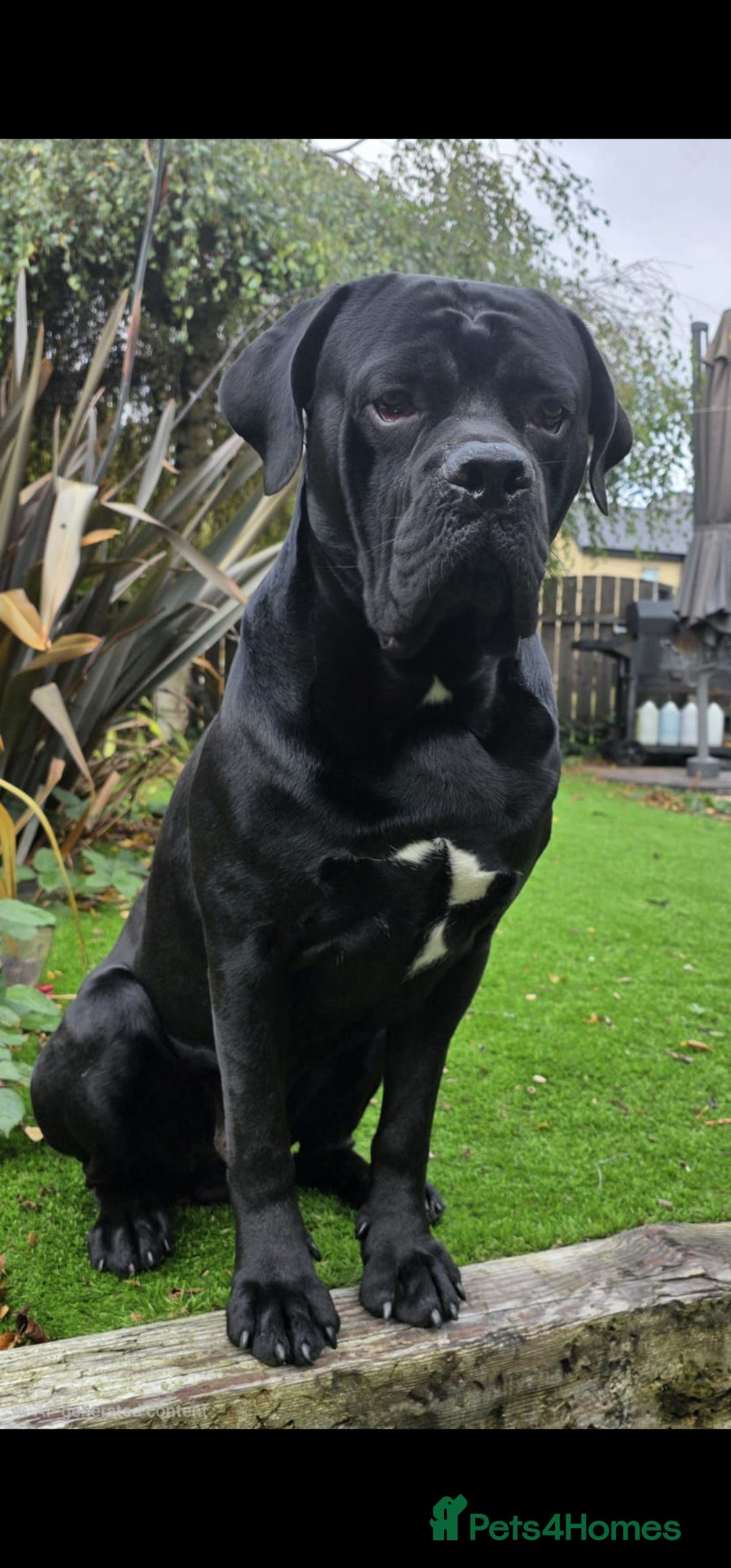 Cane Corso dogs for sale: Last remaining girl cane corso - Advert 8