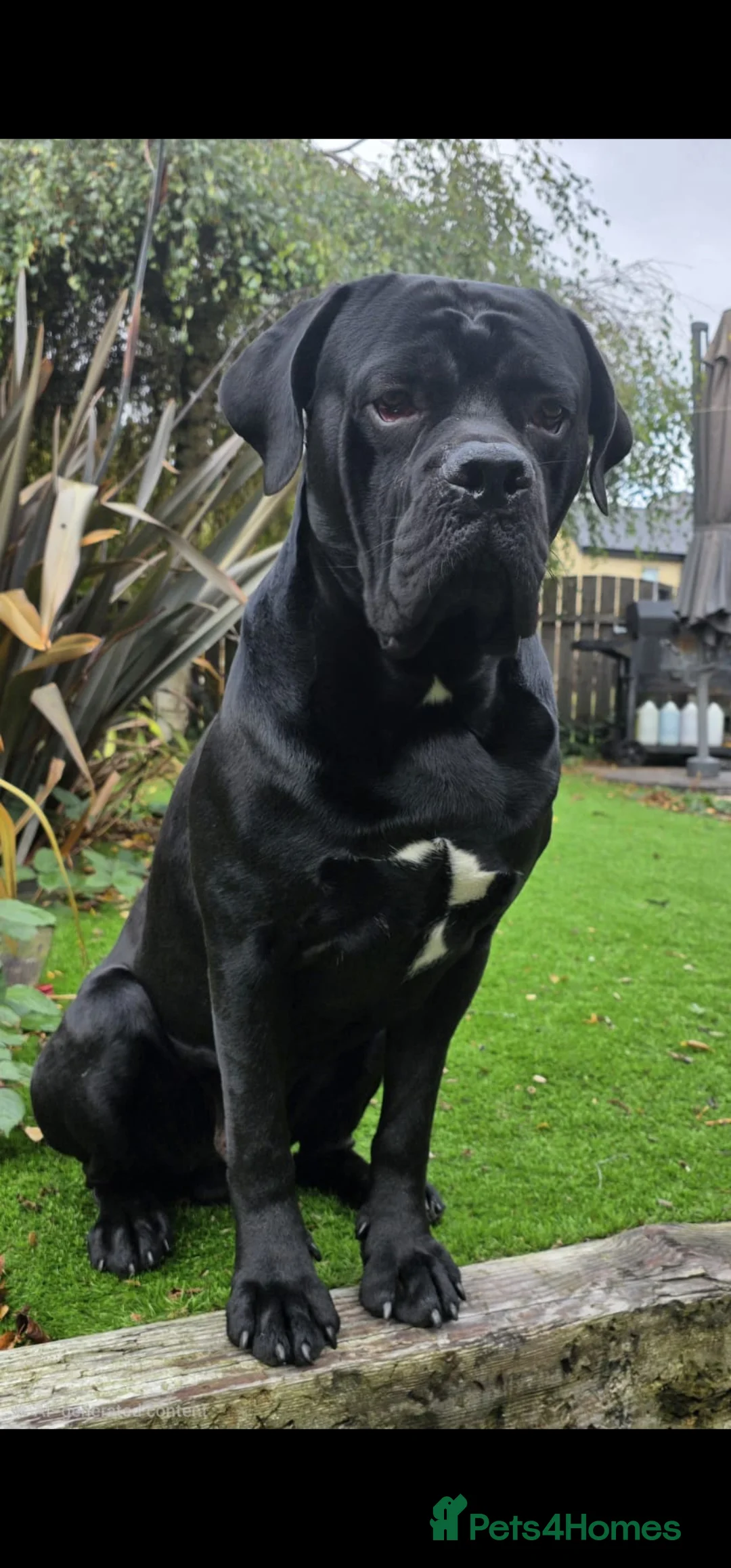 Cane Corso dogs for sale: Last remaining girl cane corso - Advert 8
