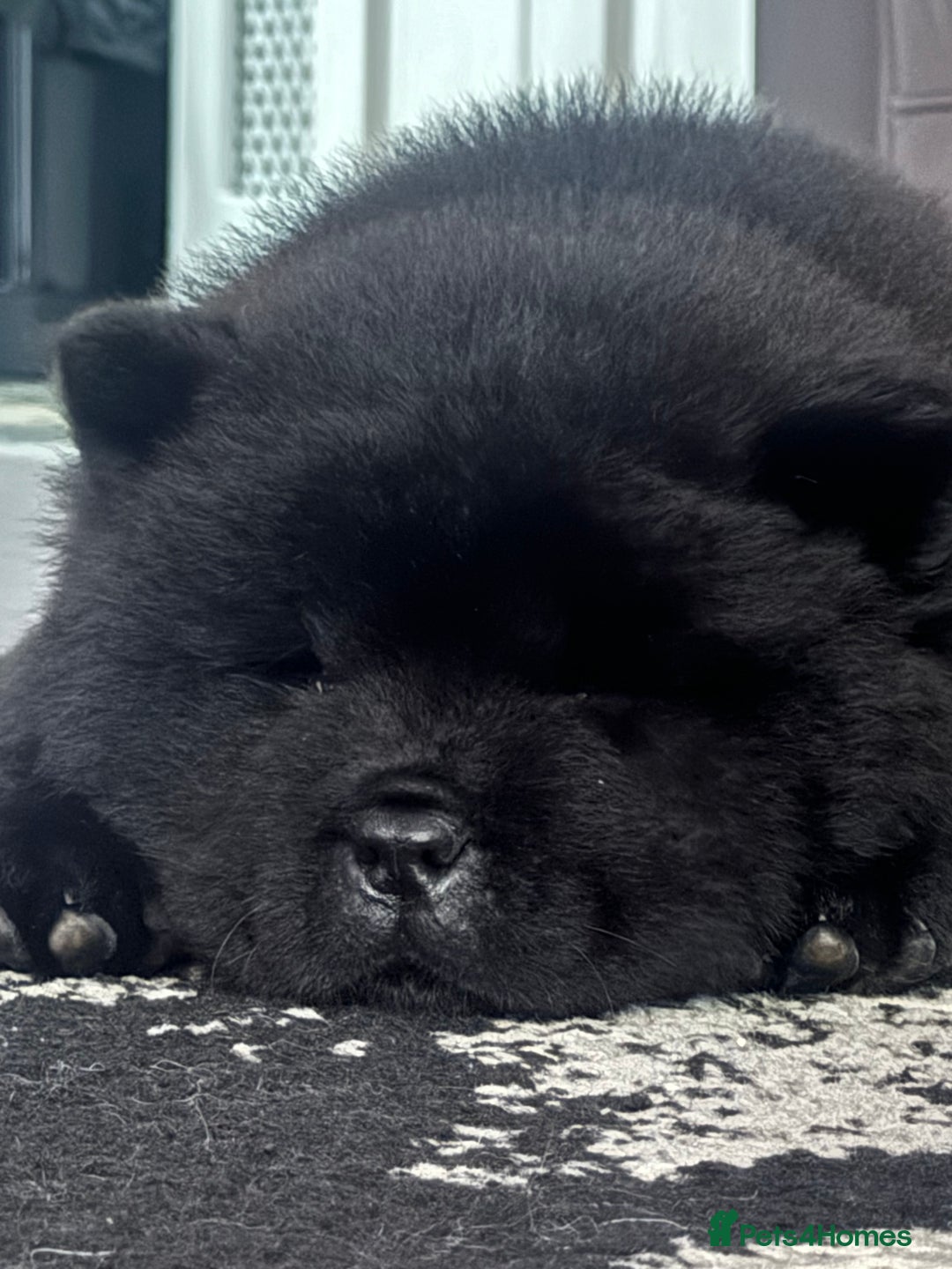 Chow Chow dogs for sale: Big bear  - Image 11