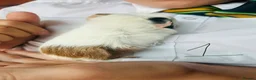 Guinea Pig rodents for sale: We have two litters of guinea pigs - Advert 8