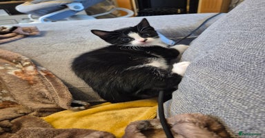 Domestic Shorthair cats - Advert 16