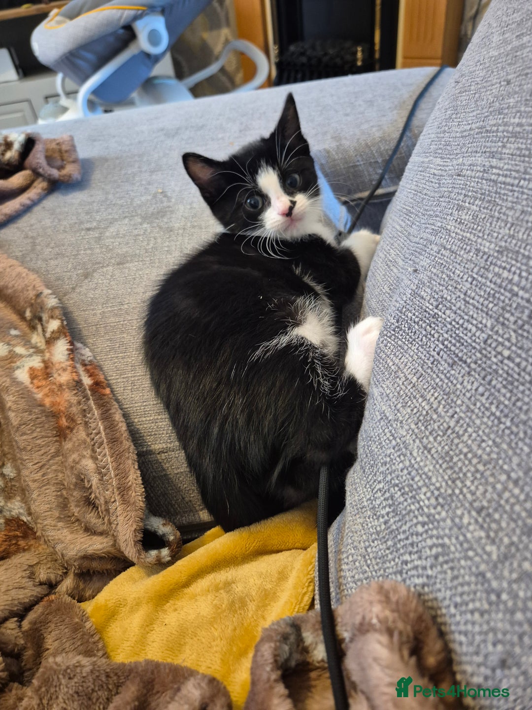 Domestic Shorthair cats for sale: Kittens - Image 2