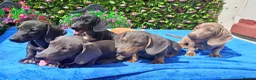 Miniature Dachshund dogs for sale: 🌈 BEAUTIFUL “RAINBOW” DACHSHUND LITTER 🌈 - Advert 6