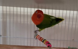Conures birds for sale: Pair of Conures, plus cage  - Image 5