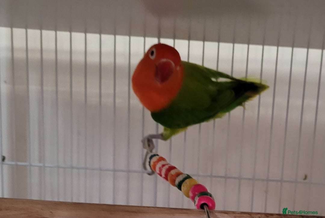 Conures birds for sale: Pair of Conures, plus cage  - Image 5
