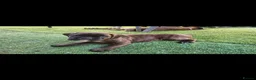 Boxer dogs for sale: Beutyful bobtail/ tailed Boxer puppy - Advert 20