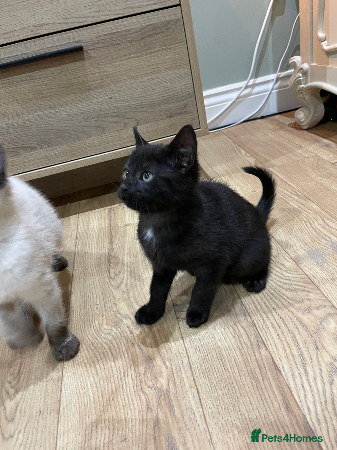 Mixed Breed cats for sale: 2 beautiful little girls - Advert 5