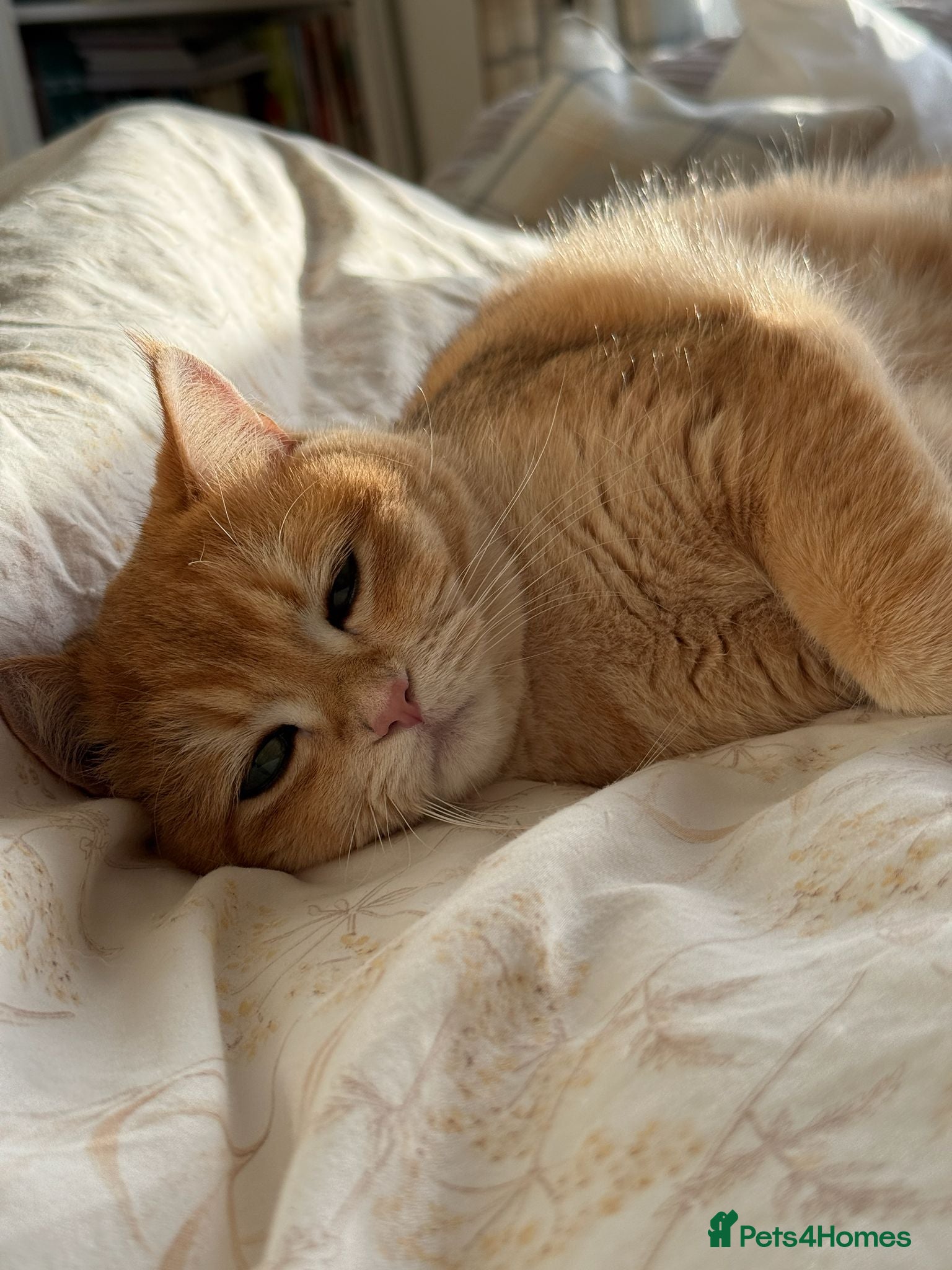 British Shorthair cats for sale: 2 boys Golden BSH for rehoming  - Advert 4