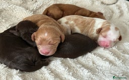 Cockapoo dogs for sale: 🐾3 girls 2 boys available🐾 - Image 1