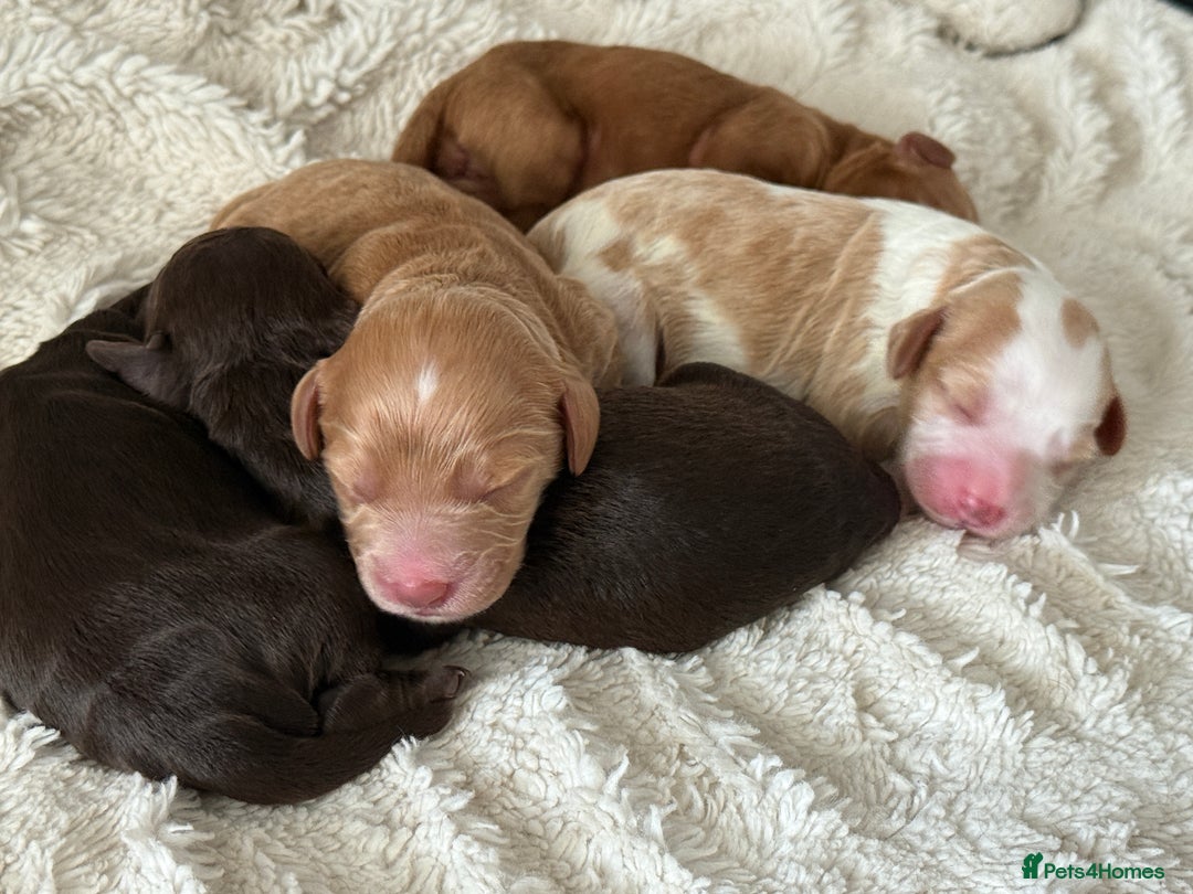 Cockapoo dogs for sale: 🐾3 girls 2 boys available🐾 - Image 1