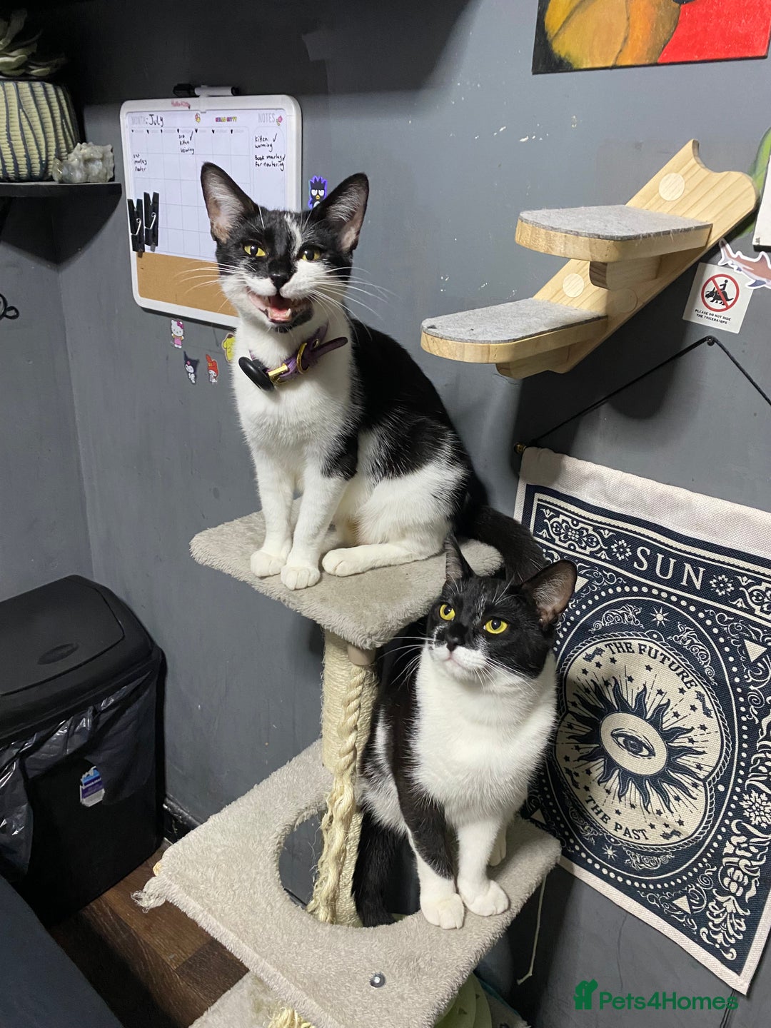 Mixed Breed cats for sale: Kittens ready to go!!😸 - Image 10