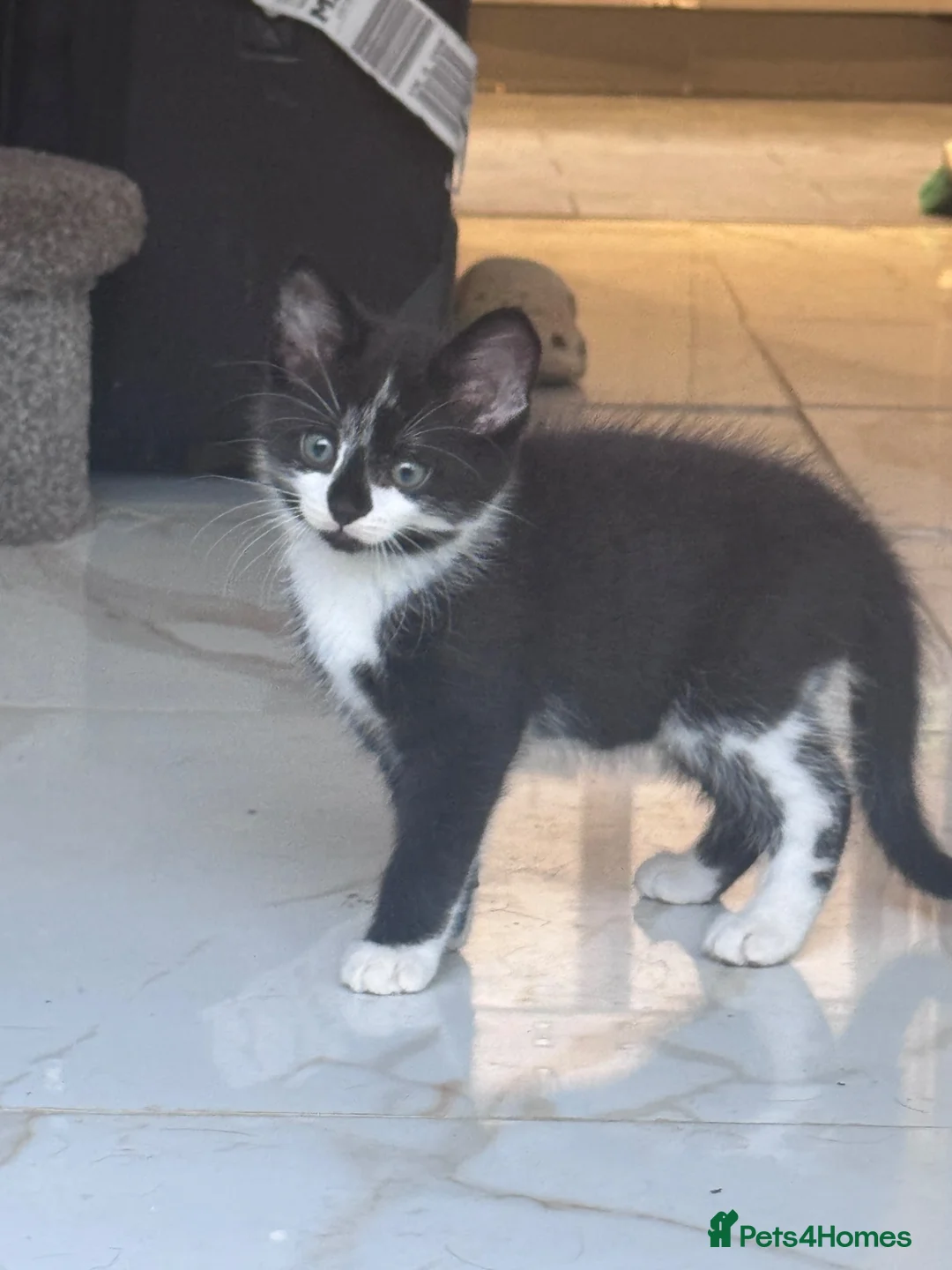 Mixed Breed cats for sale: Beautiful kittens ready now  - Advert 2