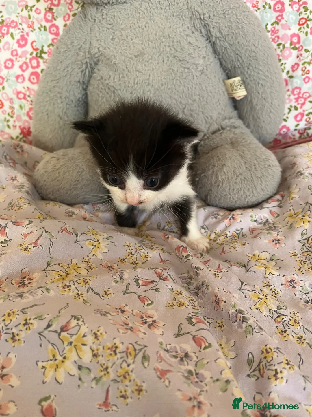 British Shorthair cats for sale: Cute litter of five female kittens  - Advert 2