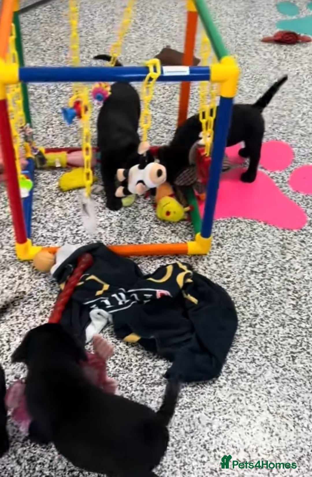 Labrador Retriever dogs for sale: Beautiful Labrador puppies for sale - Advert 5